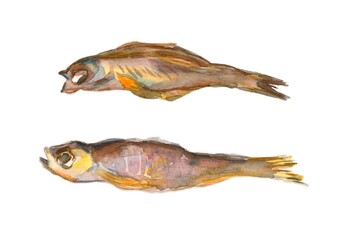 Two smoked, salted fish, herring, mackerel, hand-drawn illustrations in sketch style, isolated on a white background. Drawing by hand two smoked, salted fish, food to beer drinks
