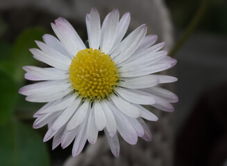 COMMON DAISY