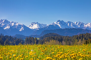 Allgäu - Berge - Löwenzahn - Blumen - Berge - Frühling