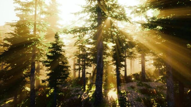Misty morning in the woods