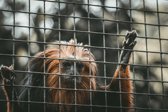 Tit&iacute; Cola de leon dorada
