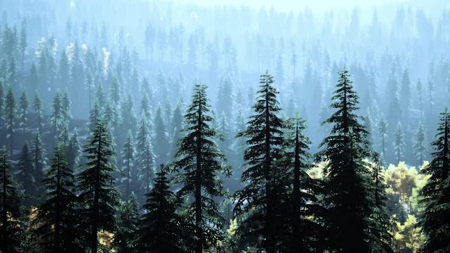 colorful sunset or sunrise in mountains with pine forest and mist