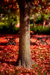 Tree in autumn park with red leaves