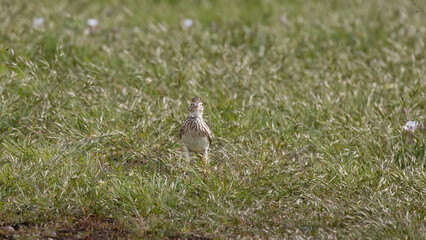 Eurasian Skylark (Alauda arvensis) on Ground Looking at the Camera