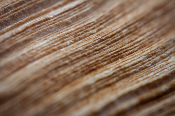 Fototapeta premium Extreme closeup of an old book from the side