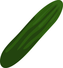 long cucumber illustration vector color