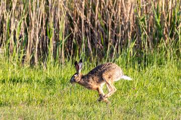 Rennender Hase, Feldhase.