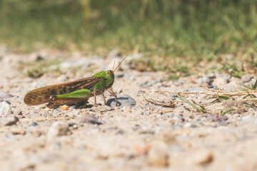 low angle view of a grasshopper on a gravel road. Natural habitat. Copy space.