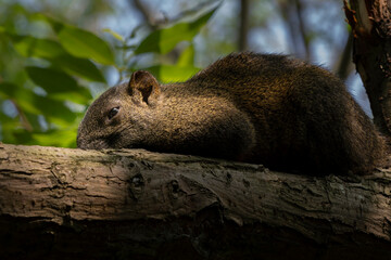 squirrel in the park