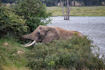 Members of big five African animals, elephant and buffalo walking together in savannah in African open vehicle safari in Zimbabwe, Imire Rhino & Wildlife Conservancy
