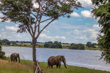 Fototapeta na wymiar Elephant walking next to the small lake, in Imire National Park, Zimbabwe