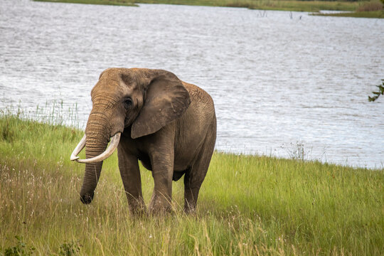 Elephant walking next to the small lake, in Imire National Park, Zimbabwe