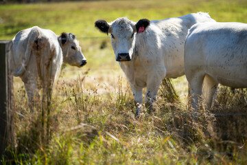 Cows in a field, grazing on native deverse grasses, sustainable produced. Regenerative agricultural farm