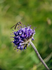 bee on a flower