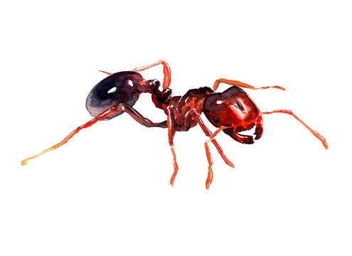 Watercolor image of a red ant on a white background.