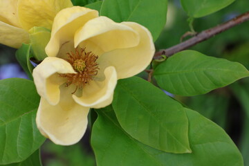 Żółty kwiat magnoli dzrzewnej