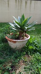 The agave plant grows in a pot of clay on a large green lawn under the sun