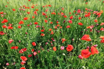 Naklejka premium Poppy field in the middle of a field of green wheat
