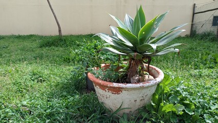 The agave plant grows in a pot of clay on a large green lawn under the sun