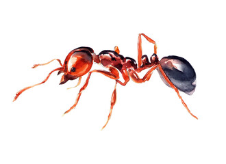 Watercolor image of a red ant on a white background. - 604325380