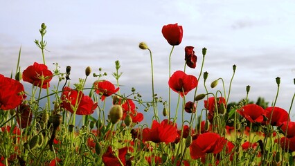 Obraz premium Poppy field in the middle of a field of green wheat