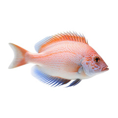 Obraz premium side view of Coral fish isolated on a transparent background, Generative ai