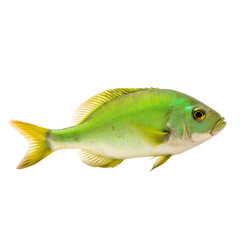 side view of Green fish isolated on a transparent background, Generative ai
