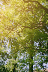 Obraz premium Green tops of trees with sun rays coming through leaves. Beautiful nature scenery.