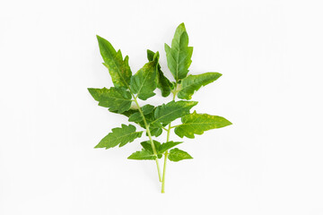 Leaf spot symptom. Dark spots and yellow surrounding region. Septoria of tomatoes. Tomato affected by Septoria lycopersici fungus. Powdery mildew. Brown blotch. Fungal, bacterial, viral plant disease