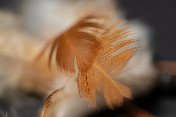 Abstract feather  background. Closeup image of orange fluffy feather .  Soft focus.