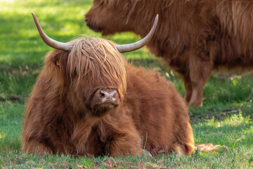 Scottish Highlander takes a rest in the shade under the trees on the nature reserve the Mookerheide in Limburg, the Netherlands
