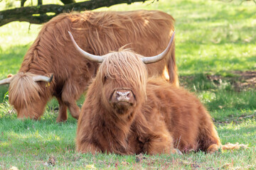 Scottish Highlander is taking a rest under the trees while another is grazing on the nature reserve...