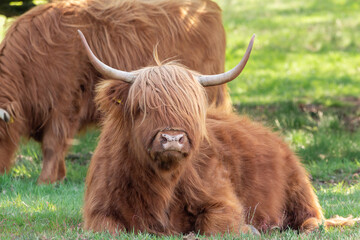 Scottish Highlander is taking a rest under the trees while another is grazing on the nature reserve the Mookerheide in Limburg, the Netherlands