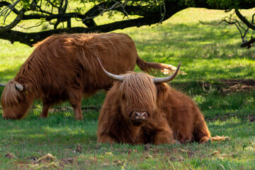 Scottish Highlander is taking a rest under the trees while another is grazing on the nature reserve...