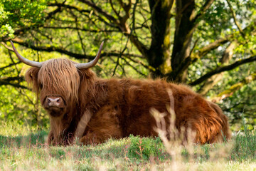 Scottish Highlander takes a rest under the trees on the mookerheide nature reserve in Limburg, the Netherlands