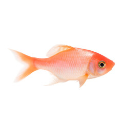 side view of Peach fish isolated on a transparent background, Generative ai