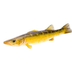 side view of Pickerel fish isolated on a transparent background, Generative ai