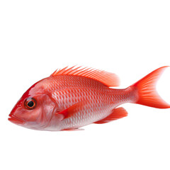Obraz premium side view of Red fish isolated on a transparent background, Generative ai