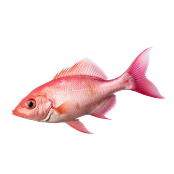 side view of Pink fish isolated on a transparent background, Generative ai