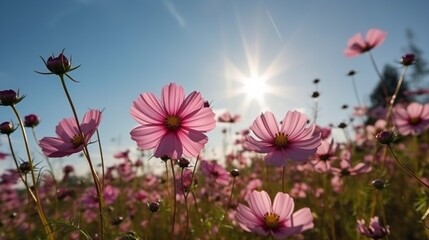 Obraz na płótnie Canvas 青空を背景にした美しいピンクのコスモスの花、屋外の自然をクローズアップした写真GenerativeAI