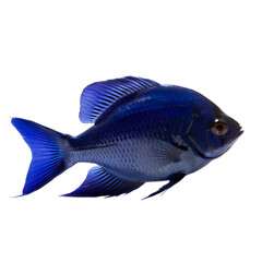 side view of blue fish isolated on a transparent background, Generative ai