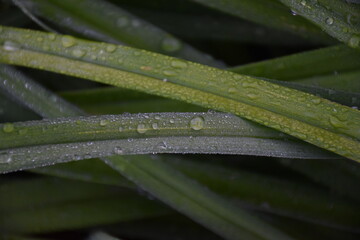 Raindrops on Green Grass Stems