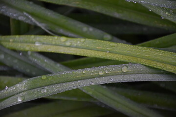 Raindrops on Grass Stems