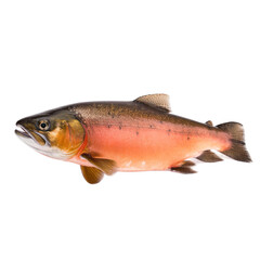 side view of Arctic Char fish on transparent background, Generative ai  