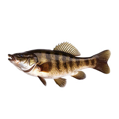 side view of Bass fish on transparent background, Generative ai  