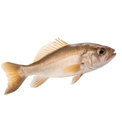 side view of Beige fish on transparent background, Generative ai  