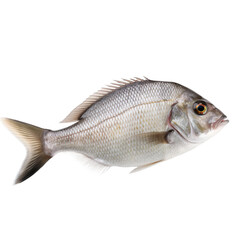 side view of Bream fish on transparent background, Generative ai  