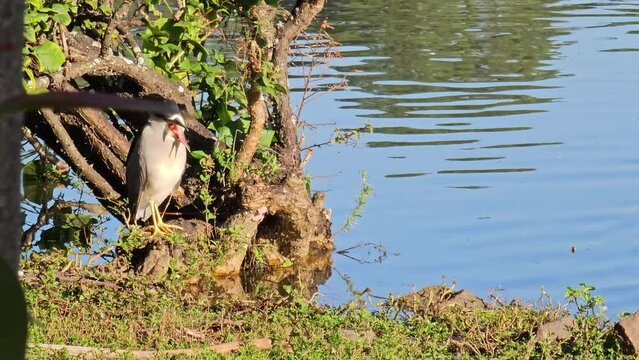 Waterbird, beautiful and lazy bird on a cold autumn morning, natural light, 4k, selective focus.