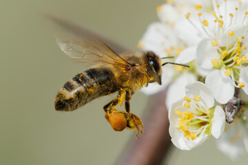 Honigbiene im Flug 