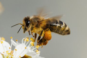 Biene im Flug